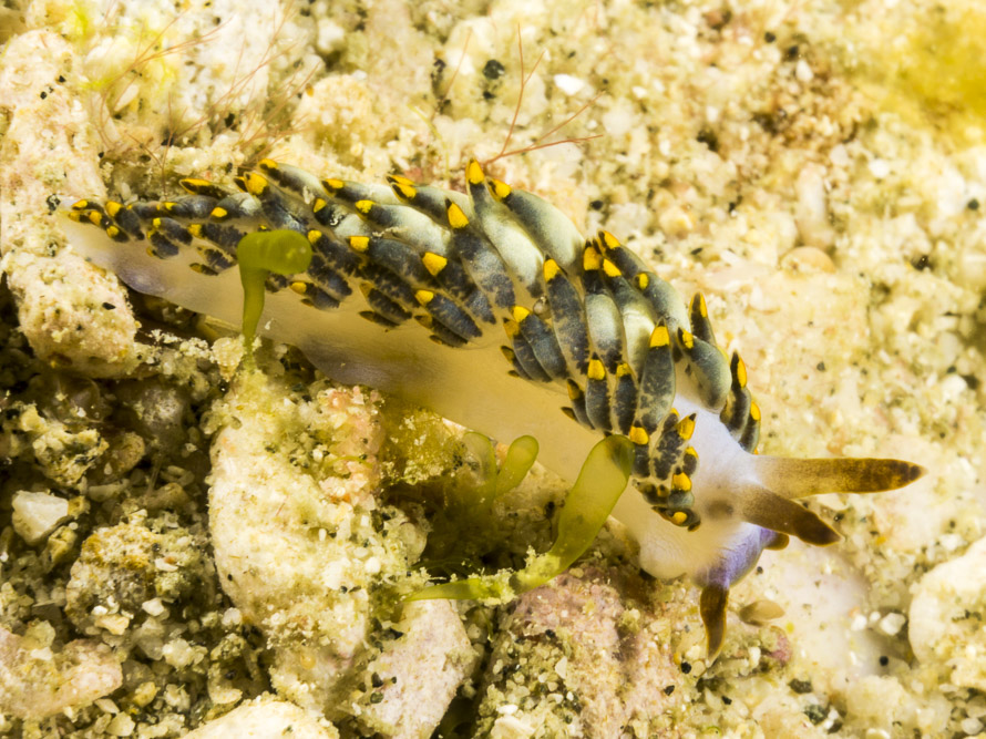 Trinchesia yamasui